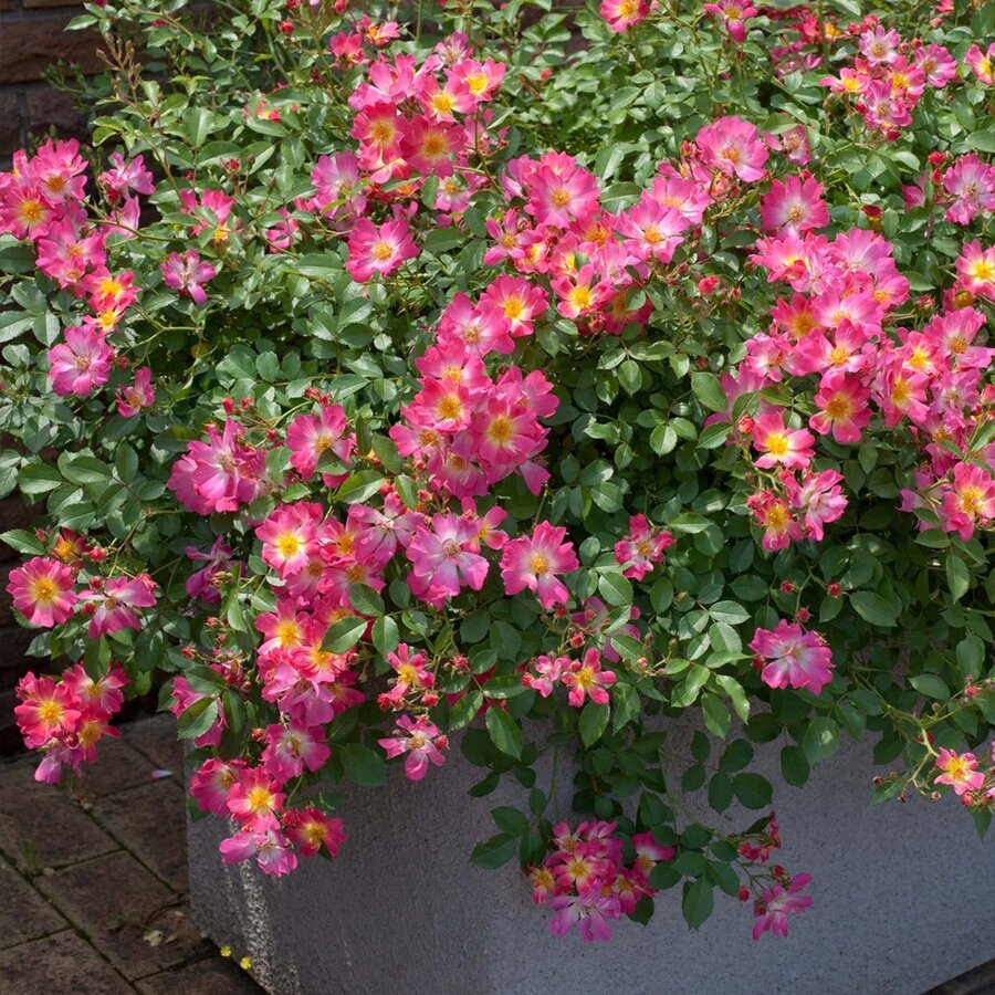 0004807 pink drift rose