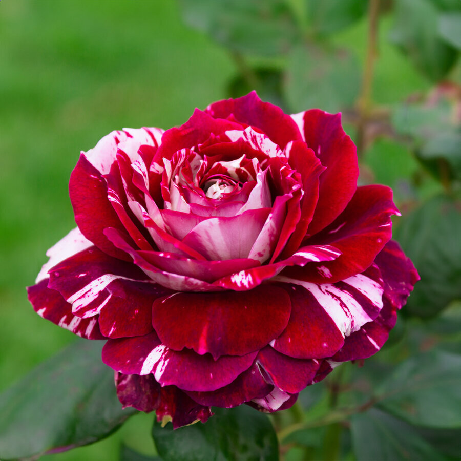 0508 2989 rosier julio iglesias meistemon t1000