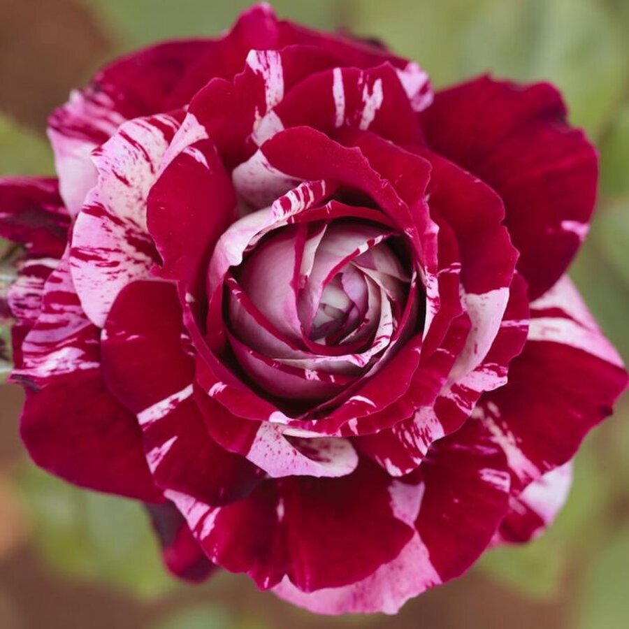 0508 2989 rosier julio iglesias meistemon mi t1000