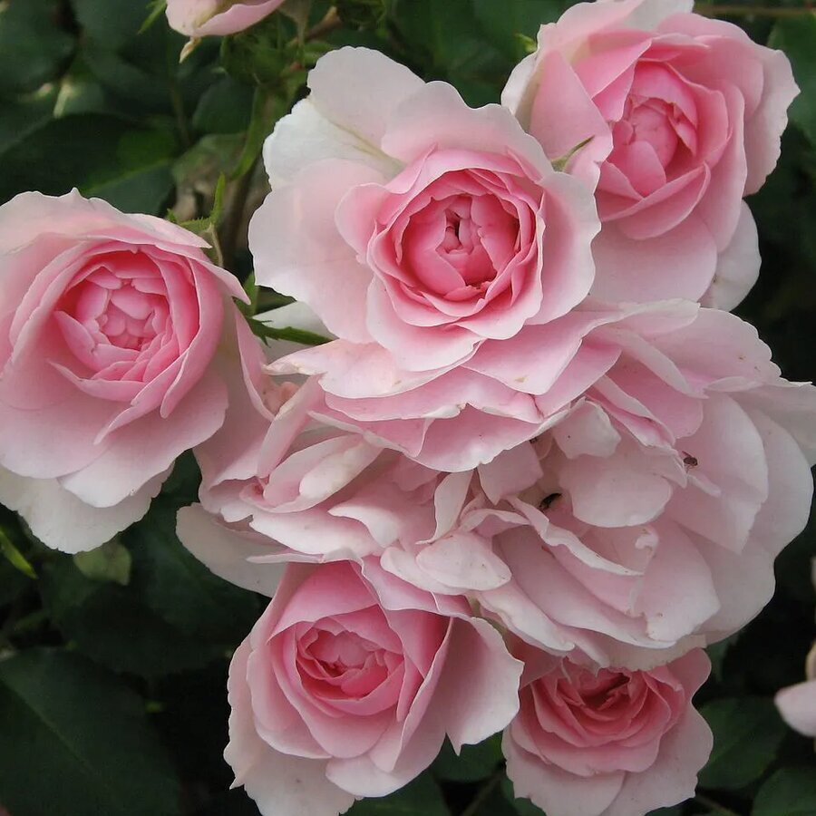 1280px Rosa Bonica 82 02
