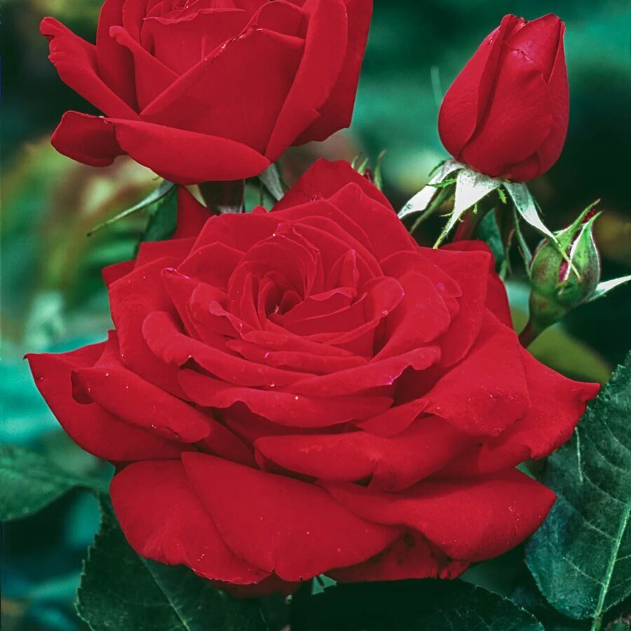 13410 MisterLincolnHybridTeaRose Main