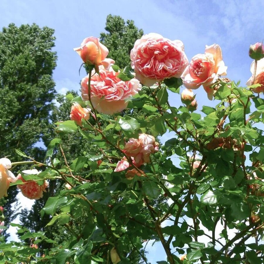 15725 rose abraham darby david austin kletterrose kb dr dieter hendel origin img