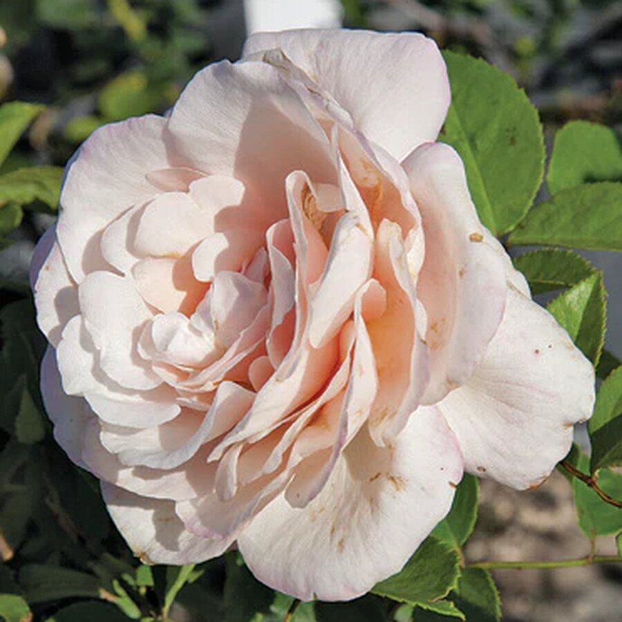 2015 Belinda s Blush 2015