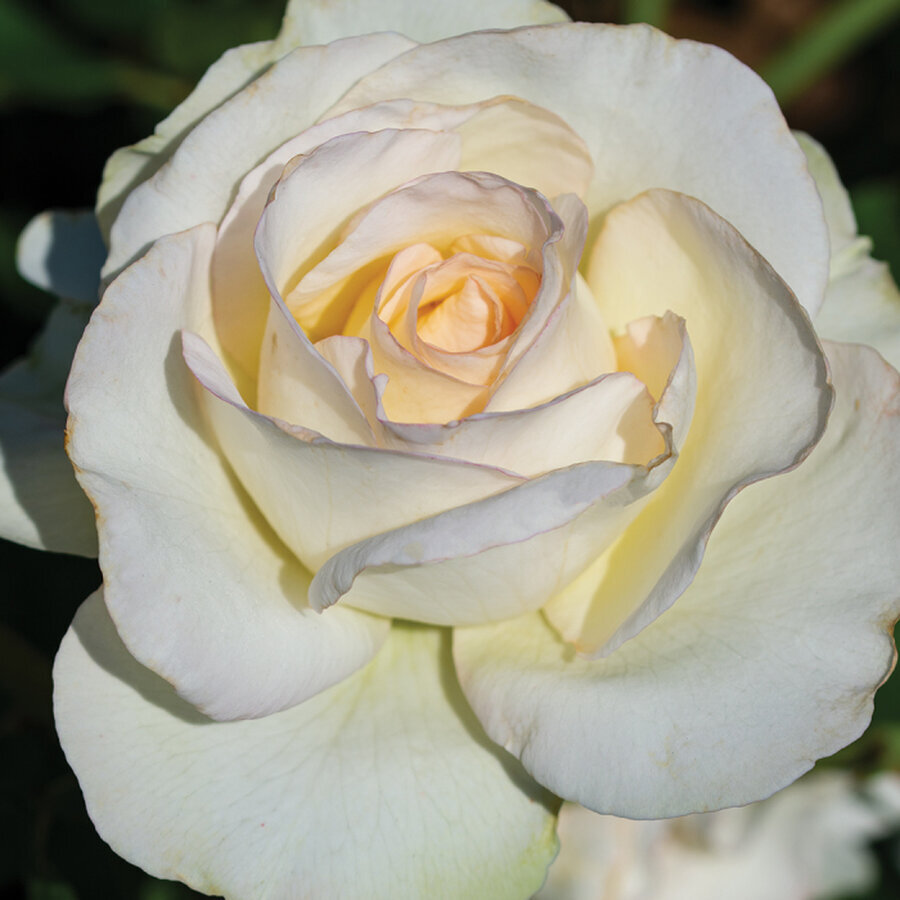 24193 Rose