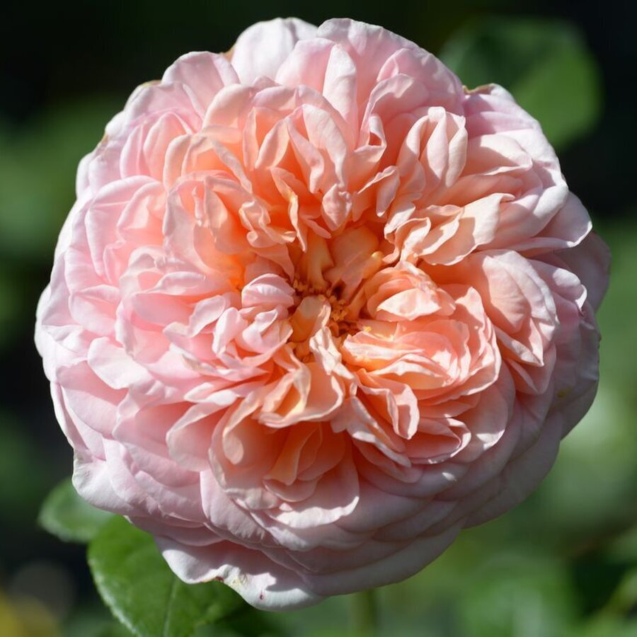 2825 1 Abraham Darby