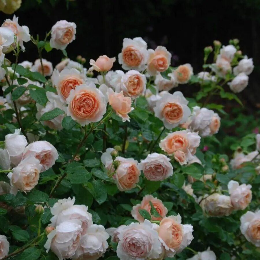 338234 ambridge rose bush 2 full
