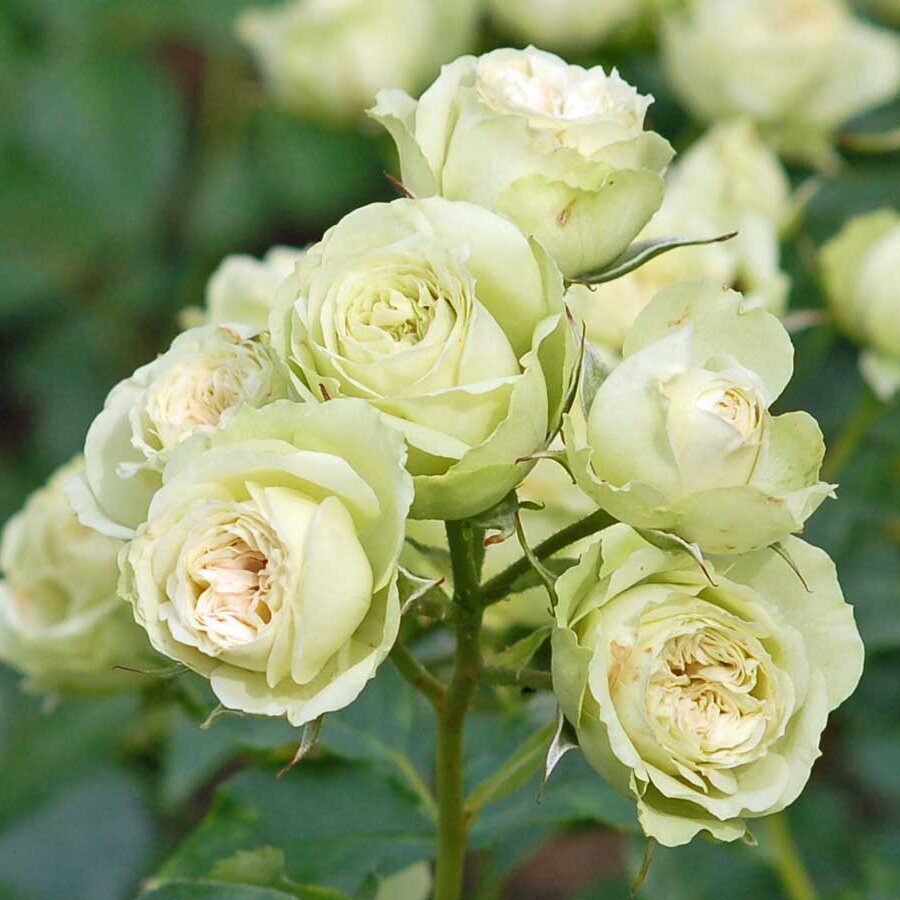 44 hoa hong xanh Lovely Green rose