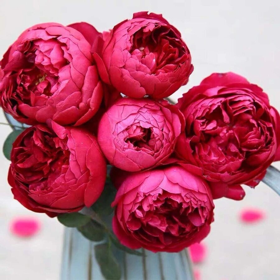 50 autumn rouge japanese rose red climbing na willvine original imagzf2w2sacqmcj