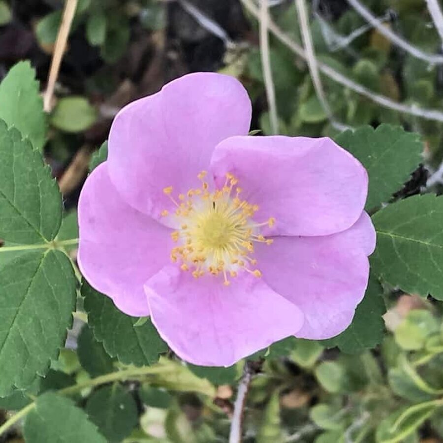 635afe5861d8b025fb27fc5c woodsrose 1