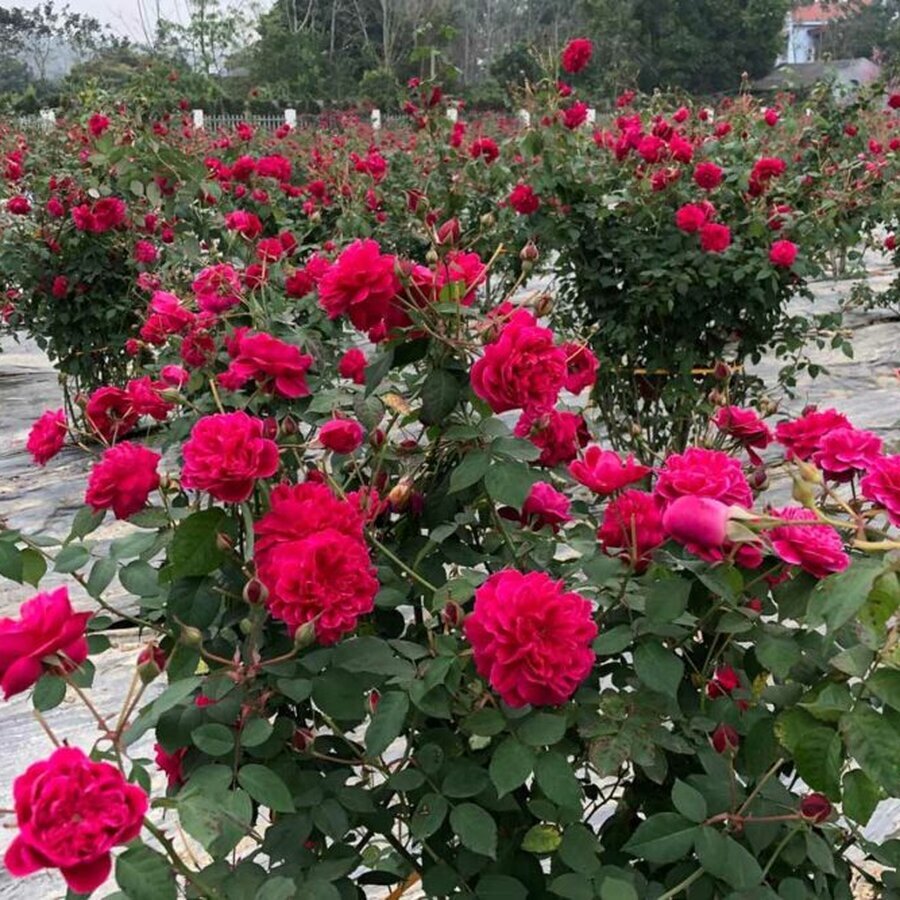 8 hoa hong tuong vy 1000x667 1
