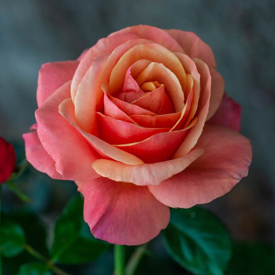 85810 ANNA SPROMISEGRANDIFLORAROSE Main MB