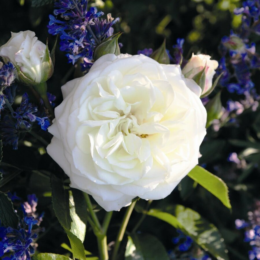 Alabaster Roses fresh from GardenRosesDirect