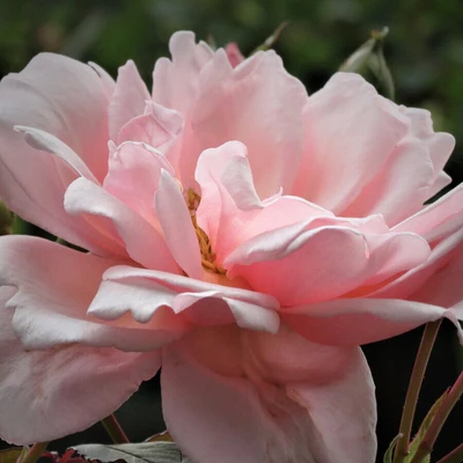 Albertine pink rose 2022 april DeborahBray JPG grande