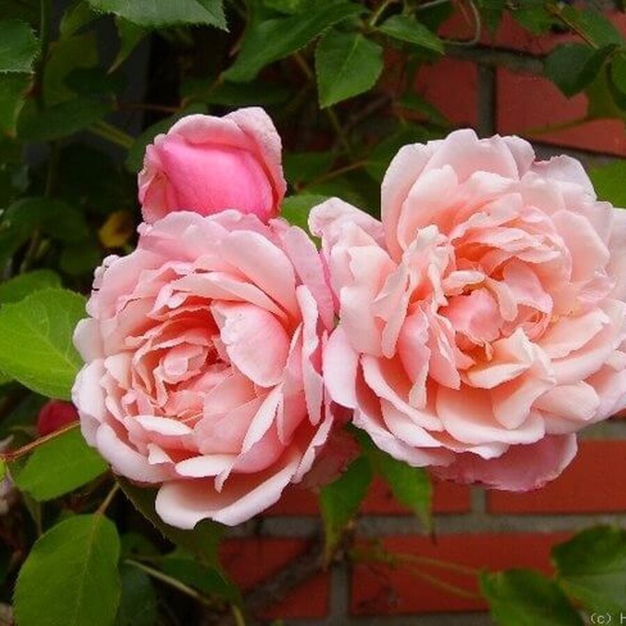 Albertine