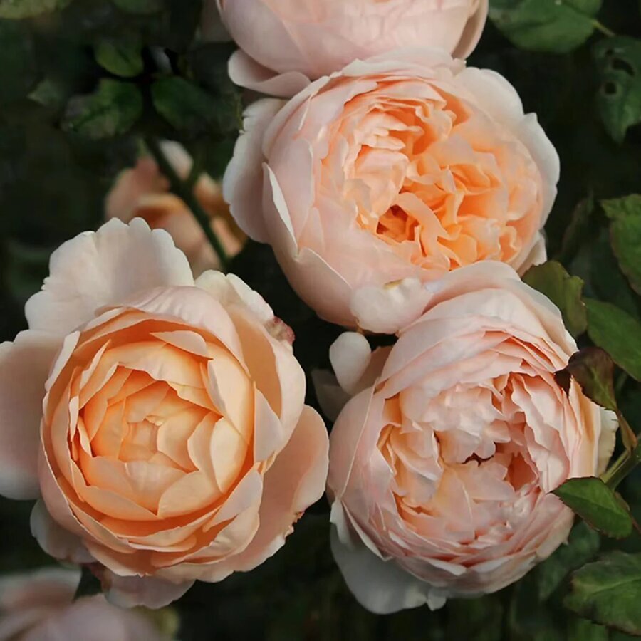 Ambridge HighgardenRoses 2