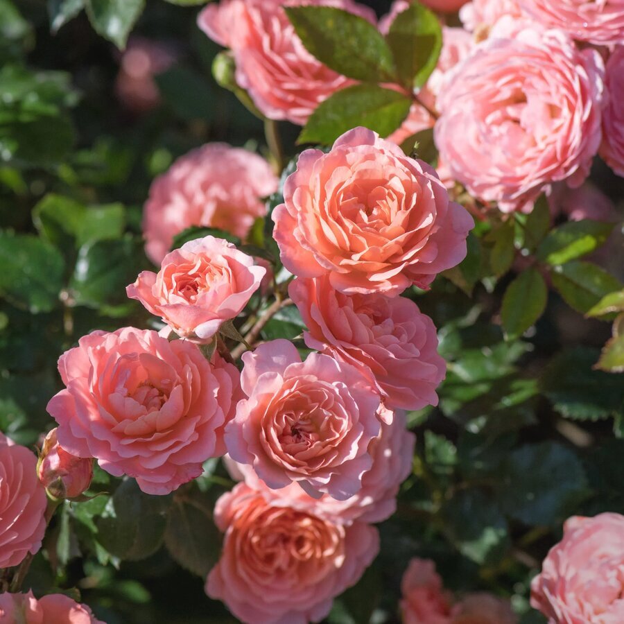 Apricot Drift Blooms 003