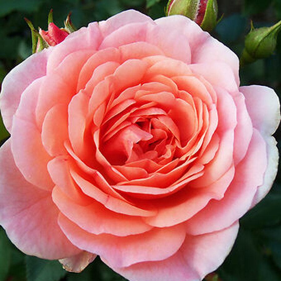 Apricot Drift Rose 1 copy 340x453 1