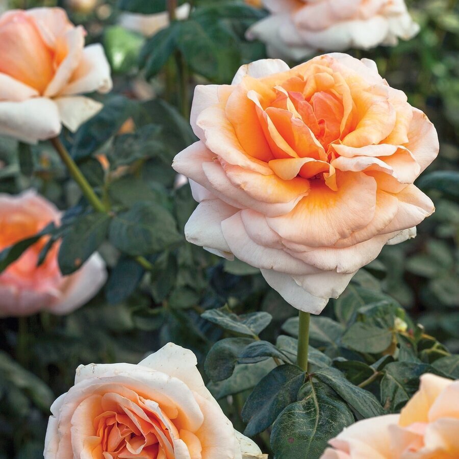 Apricots N Cream 004
