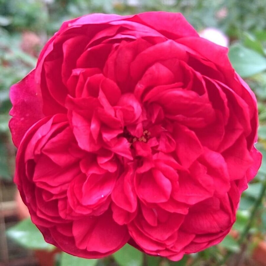 Autumn Rouge Red