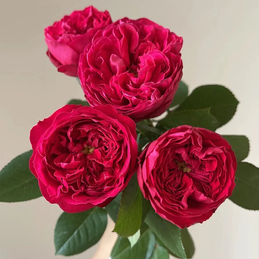 AutumnRouge HighgardenRoses 14