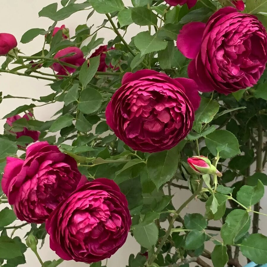 AutumnRouge HighgardenRoses 5