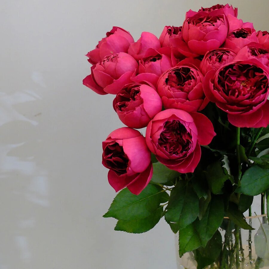 AutumnRouge HighgardenRoses 8