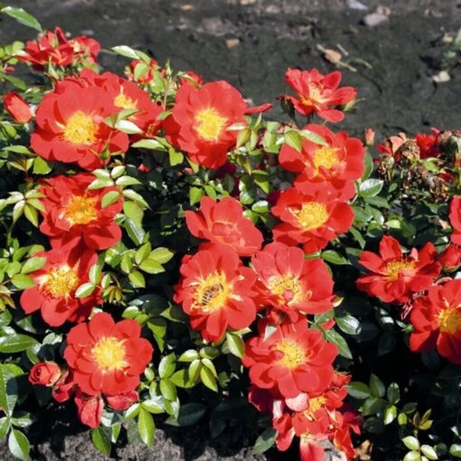 Bees Paradise Light Red 167202 1 510x510 1