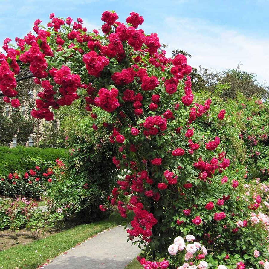 Blaze Improved Rose