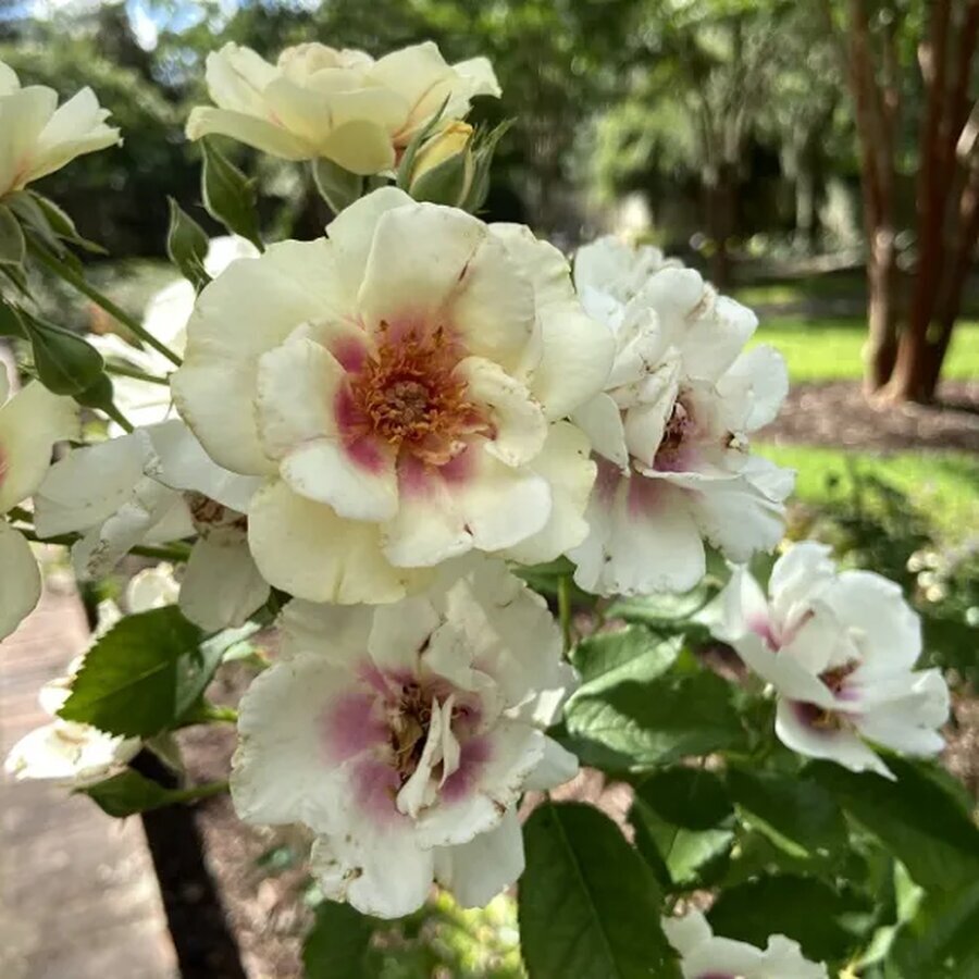 Bulls Eye flower.jpg