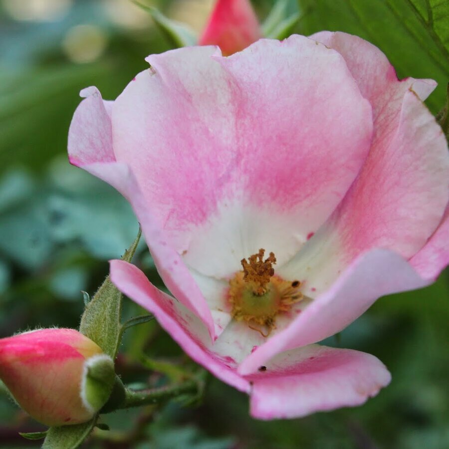 Carefree Delight Rose Single with bud