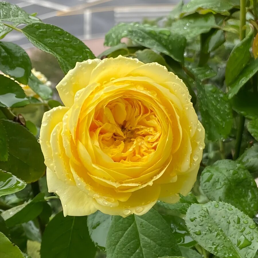 Catalina Rose 003