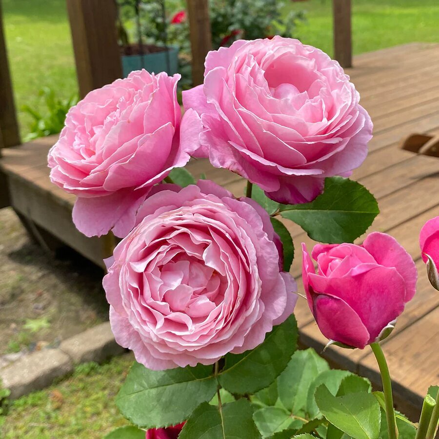 Cathedral Bells Rose Tree 4 BB