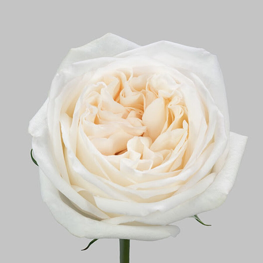 Danh sach cac loai hoa nhap khau dep duoc cac cap doi ua chuong Hong Trang White OHara 900x600 1