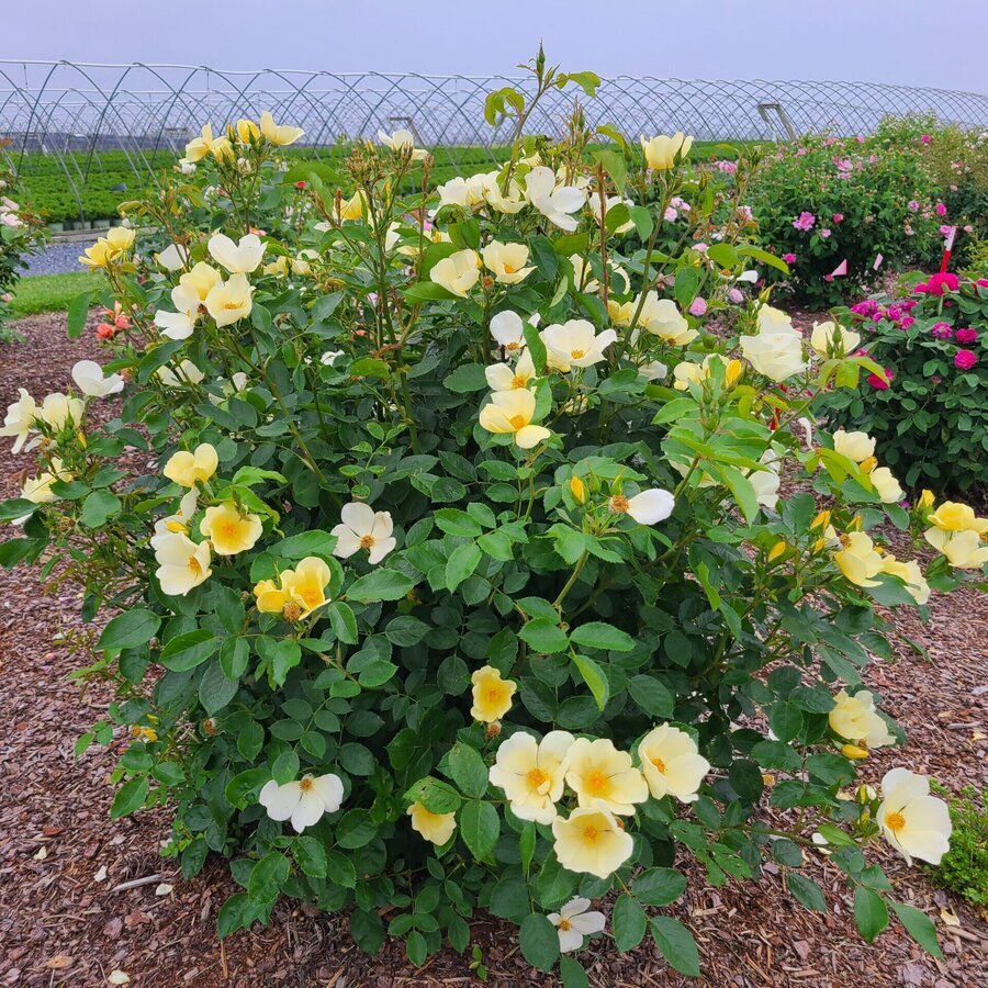 David Austin Rose Tottering By Gently 1 scaled e1703869824870