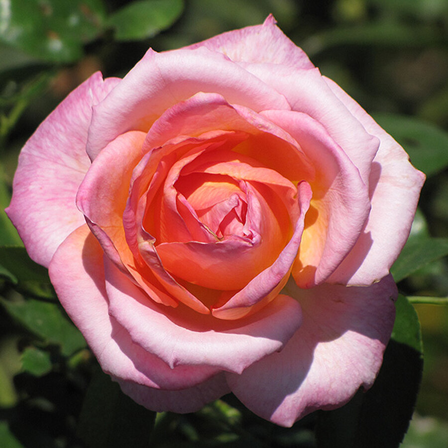 G293 10