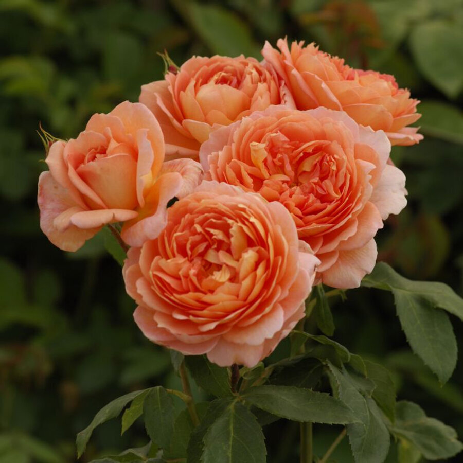 Healthy Carding Mill English Rose 25655