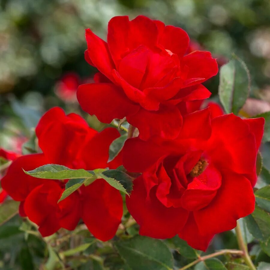 Heirloom Roses Rose Bush Brick House Red Flowers Floribunda Rose Plant 06262e24 cecf 43c9 aee8 301dc0df79b2.c0c2003bf66317459c519666e2df3f15