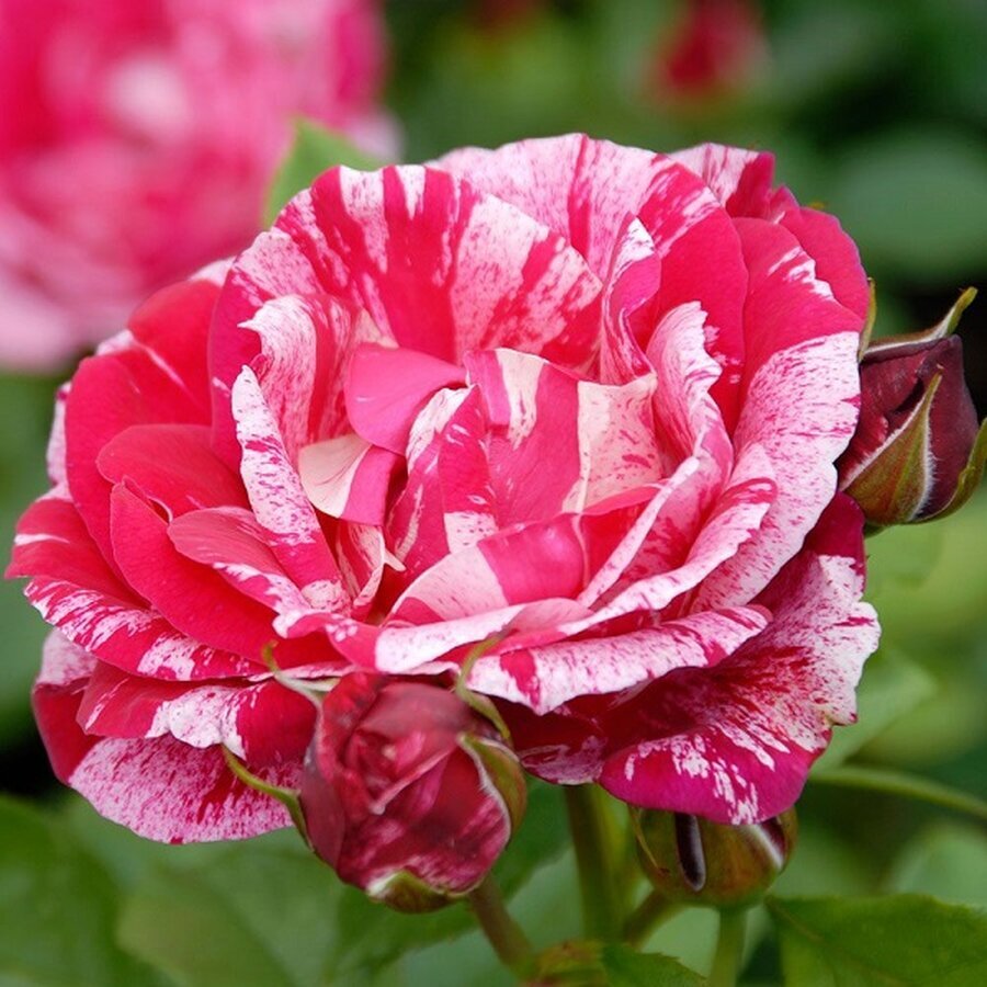 Henri Matisse Delbard Rose
