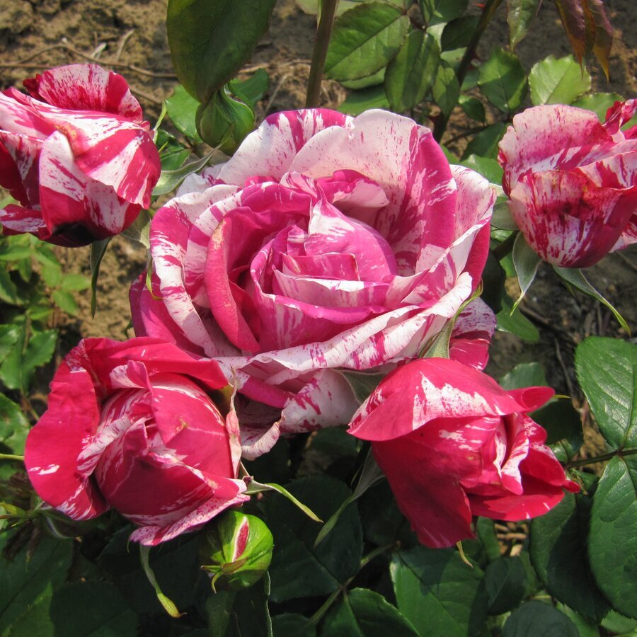 Henri Matisse Hybrid Tea Garden Rose 13 02 scaled 1
