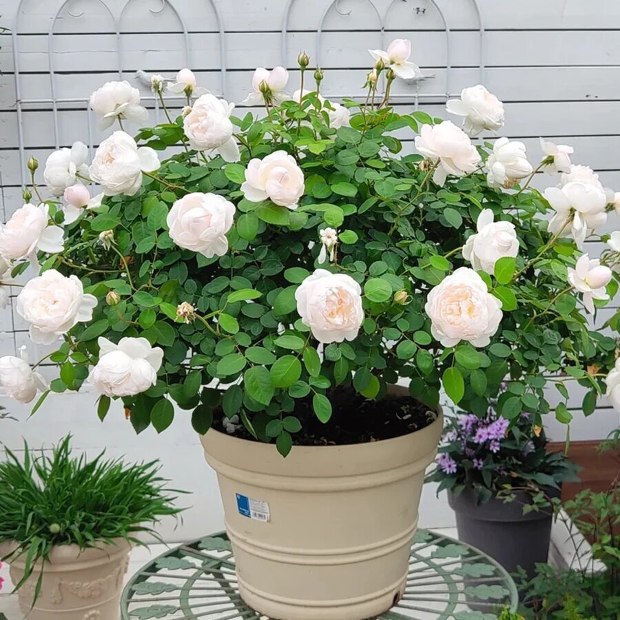 HighgardenRosesGlamisCastle 1