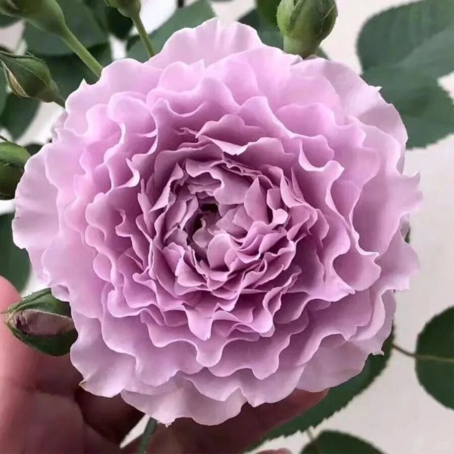 HighgardenRosesLibellula 1
