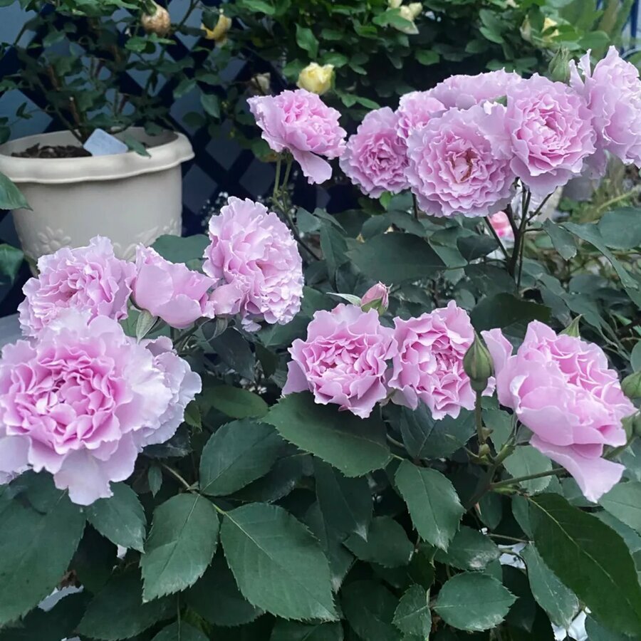 HighgardenRosesLibellula 8
