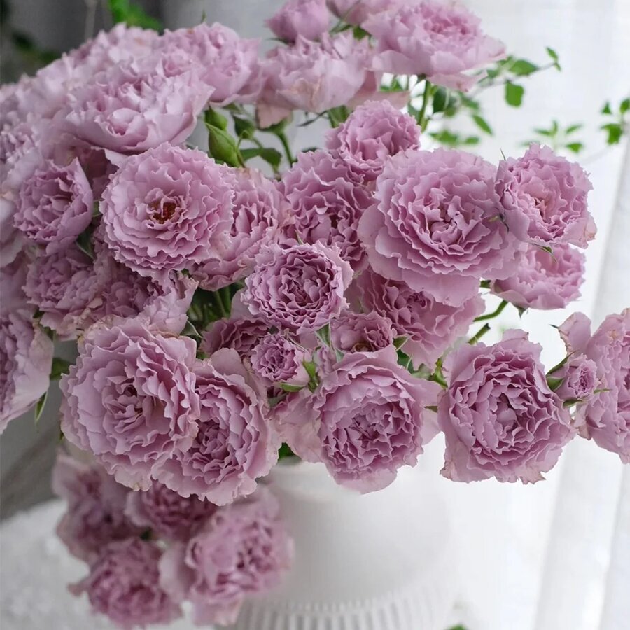 HighgardenRosesLibellula 9