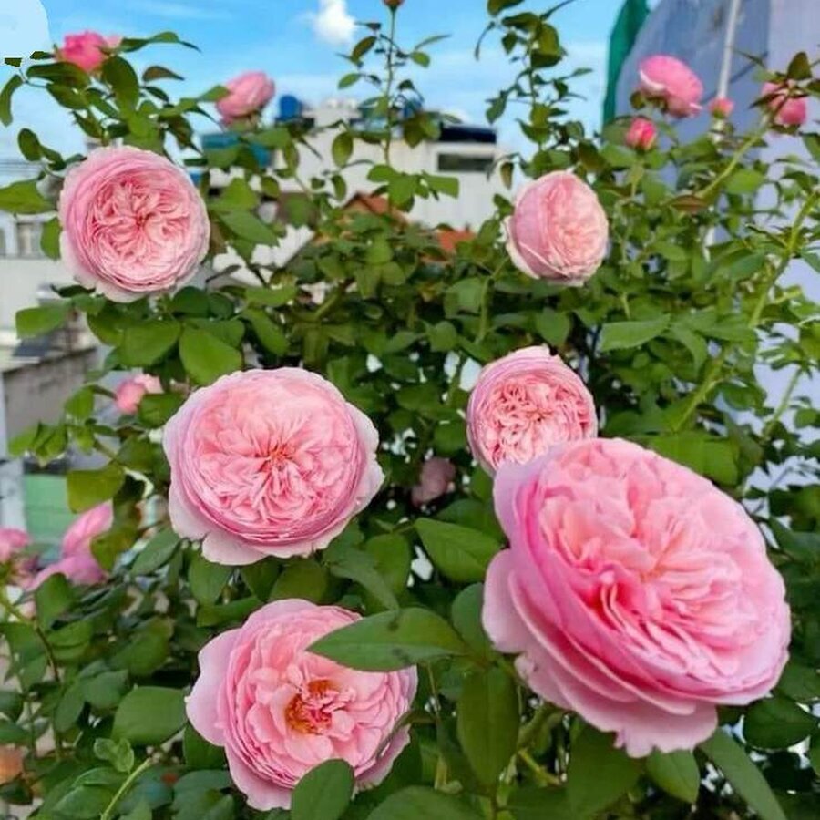 Hoa hong Carey Rose o da nang