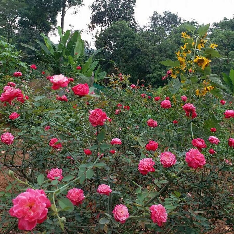 Hoa hong co Hue 02