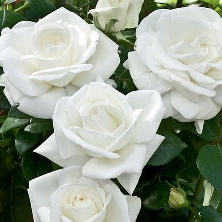 Hybrid Tea Rose Sugar Moon 2