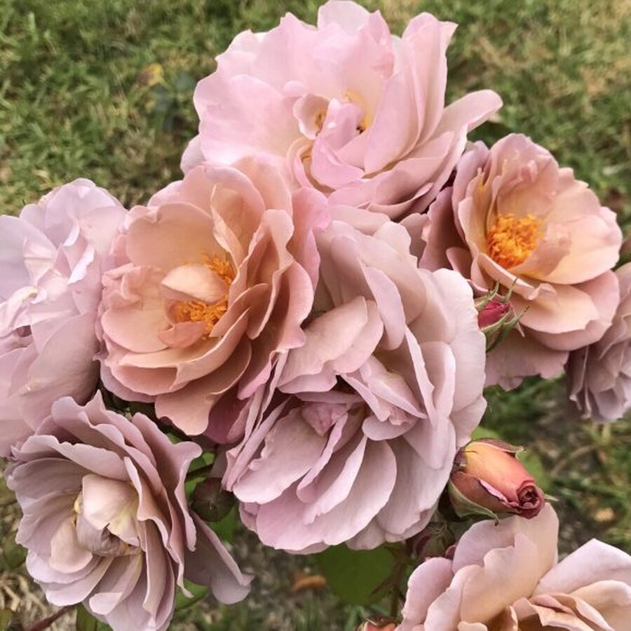 Lavender Pinocchio scaled e1693501094887 600x579 1