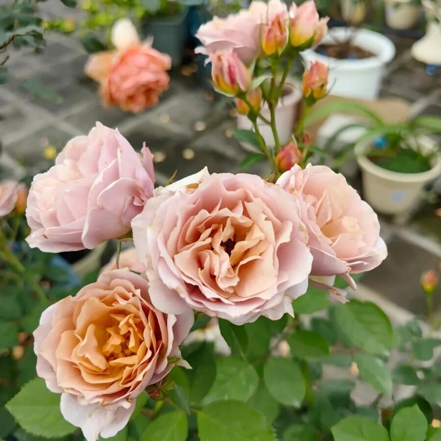LoriRose06
