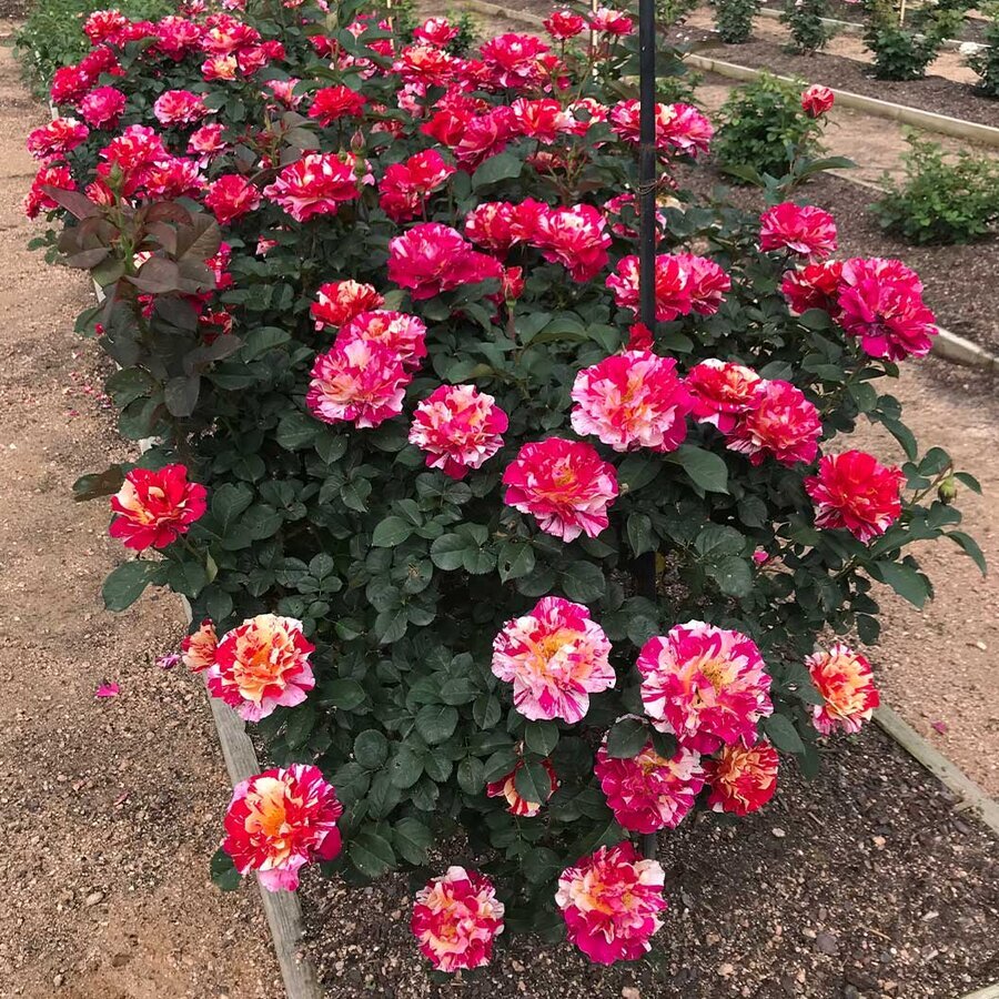 Maurice Utrillo Rose 2 1f0b5287 70ac 42a9 a3e1 35f00a8f4ee5