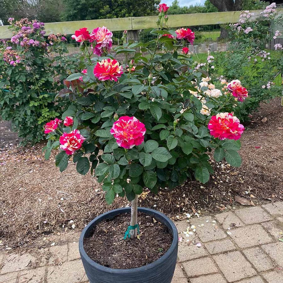 Maurice Utrilo Rose Tree 1